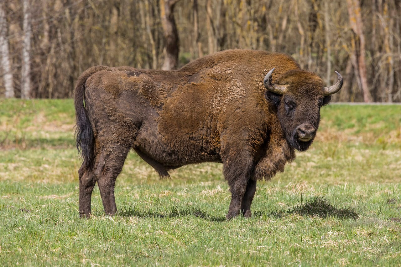 Forêt de Białowieża, Pologne et Biélorussie, foret temperee et zone humide