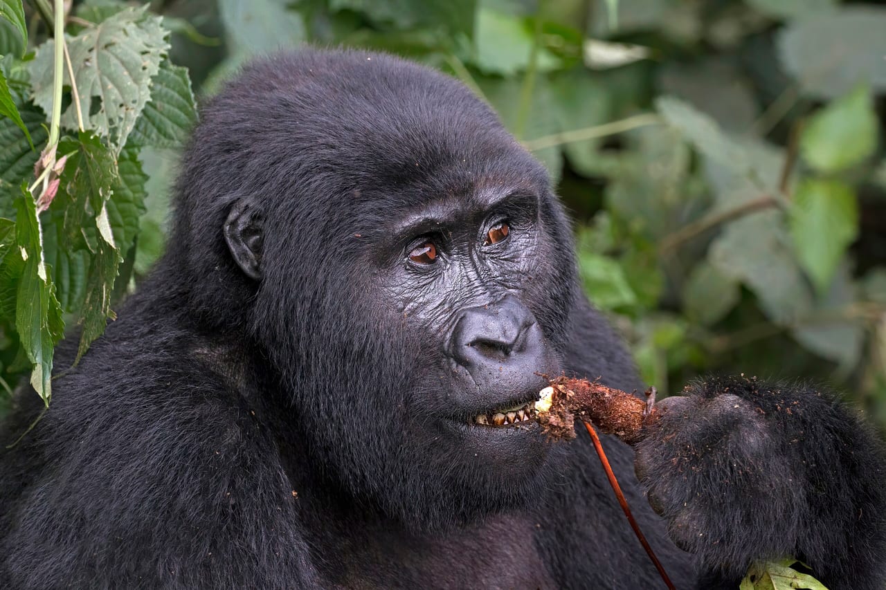Forêt impénétrable de Bwindi, Ouganda, foret nuageuse et foret tropicale