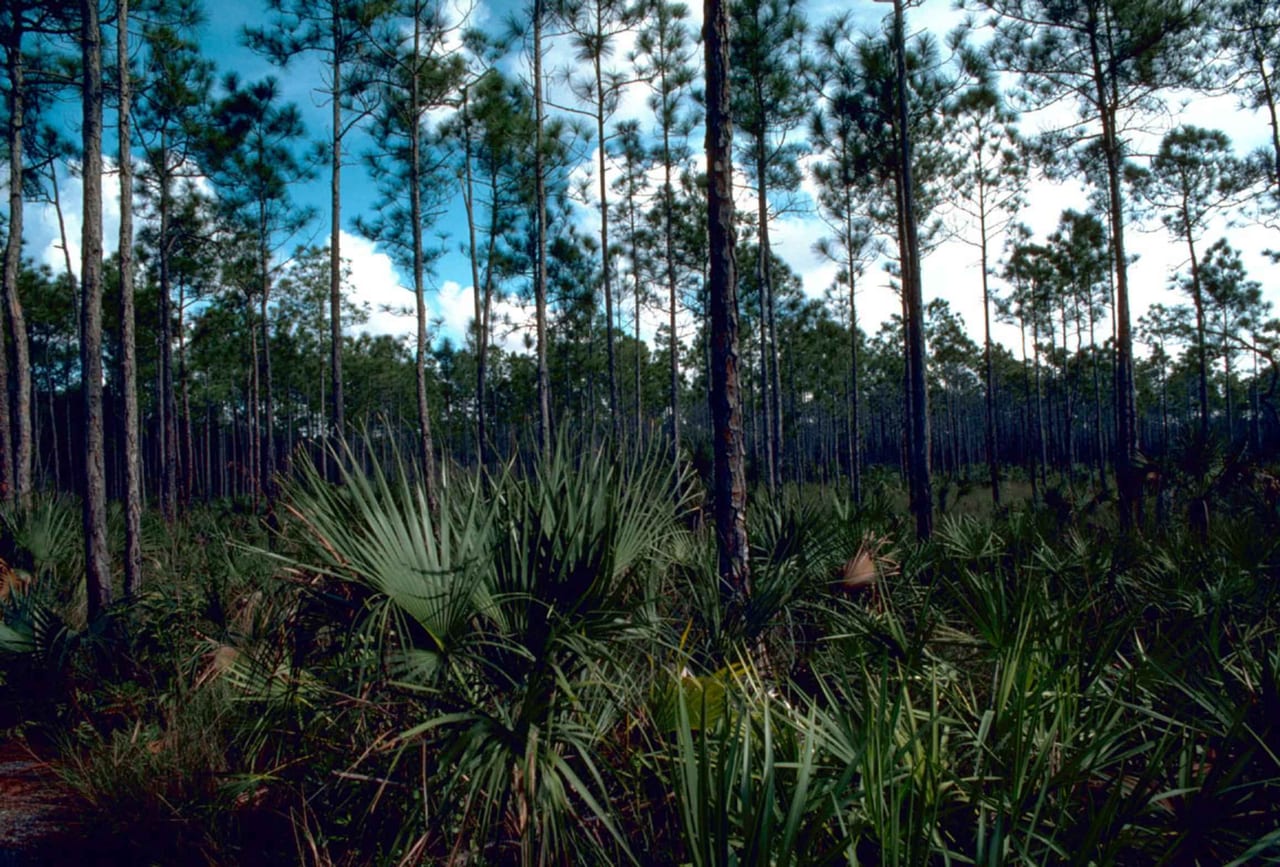 Everglades, États-Unis, zone humide et mangrove