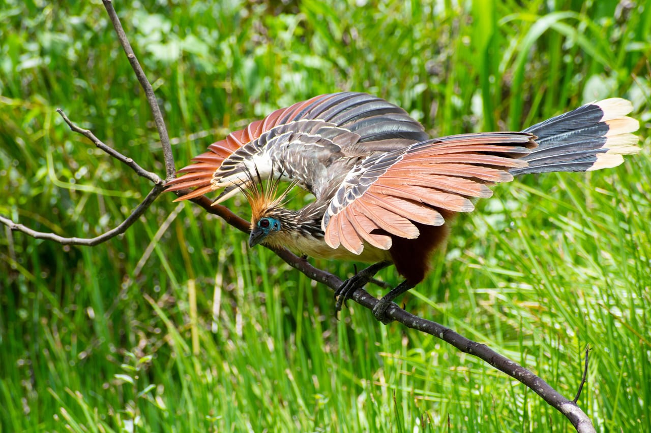 Parc national de Manú, Pérou, foret tropicale et foret nuageuse