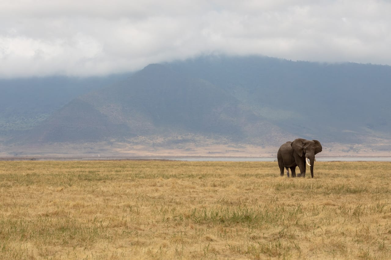 Zone de conservation de Ngorongoro, Tanzanie, volcan et savane