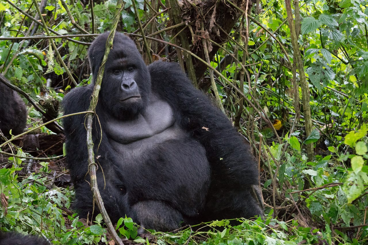 Nyiragongo et parc des Virunga, République démocratique du Congo, volcan et foret tropicale