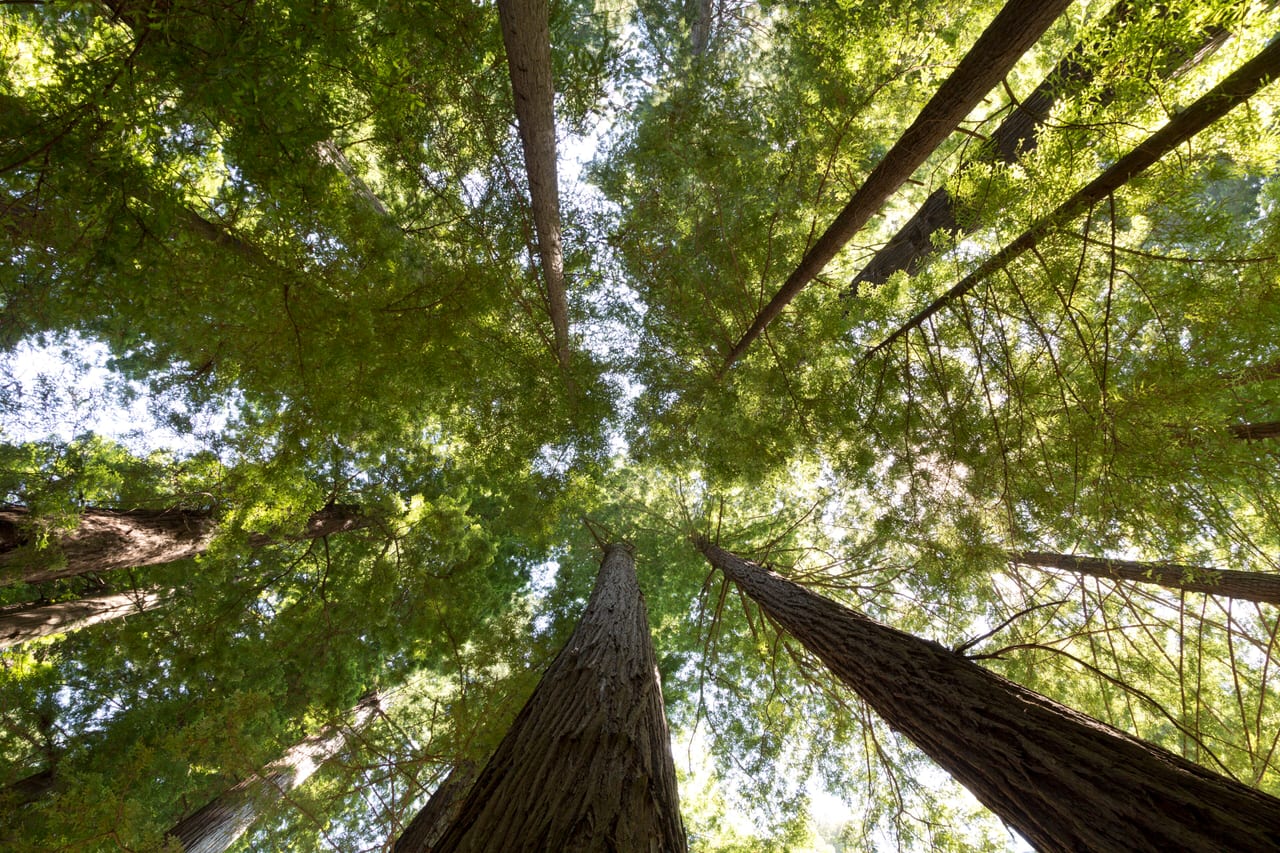Redwood, États-Unis, foret temperee et falaise