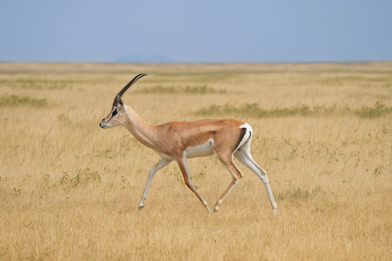 Parc national du Serengeti, Tanzanie, faune et savane