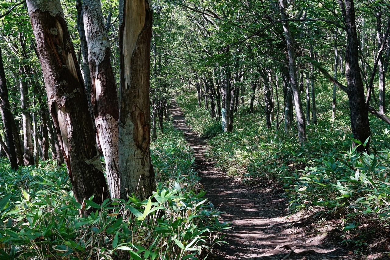 Péninsule de Shiretoko, Japon, falaise et foret temperee