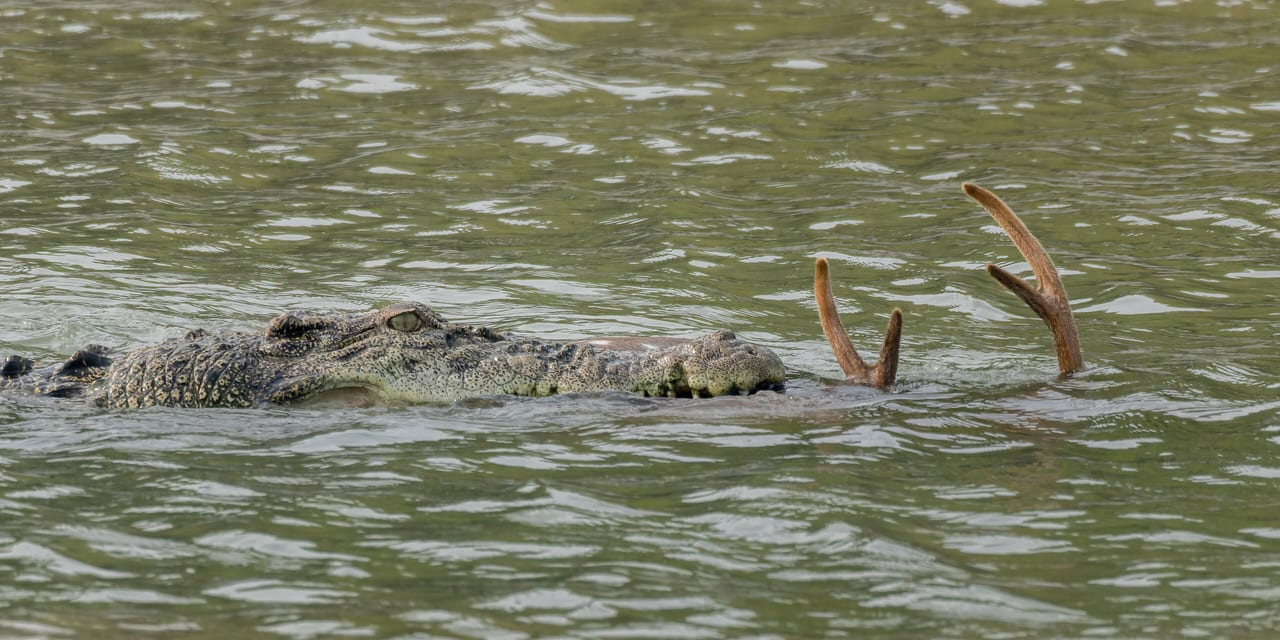 Sundarbans, Bangladesh et Inde, mangrove et zone humide
