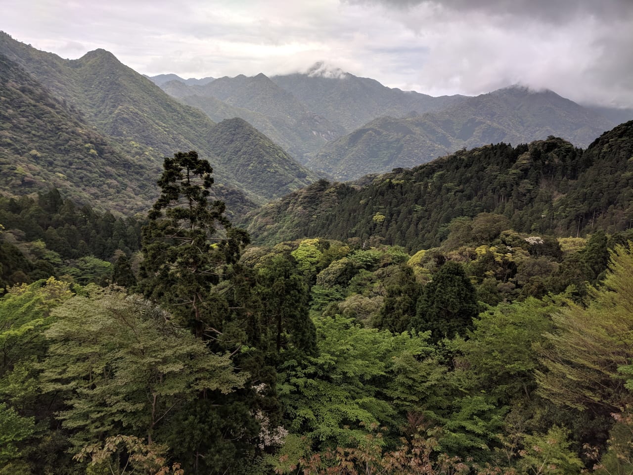 Yakushima, Japon, foret temperee et montagne